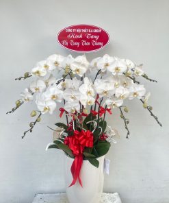 hoa lan hồ điệp