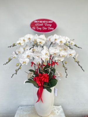 hoa lan hồ điệp