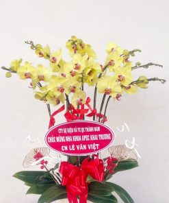 hoa lan hồ điệp