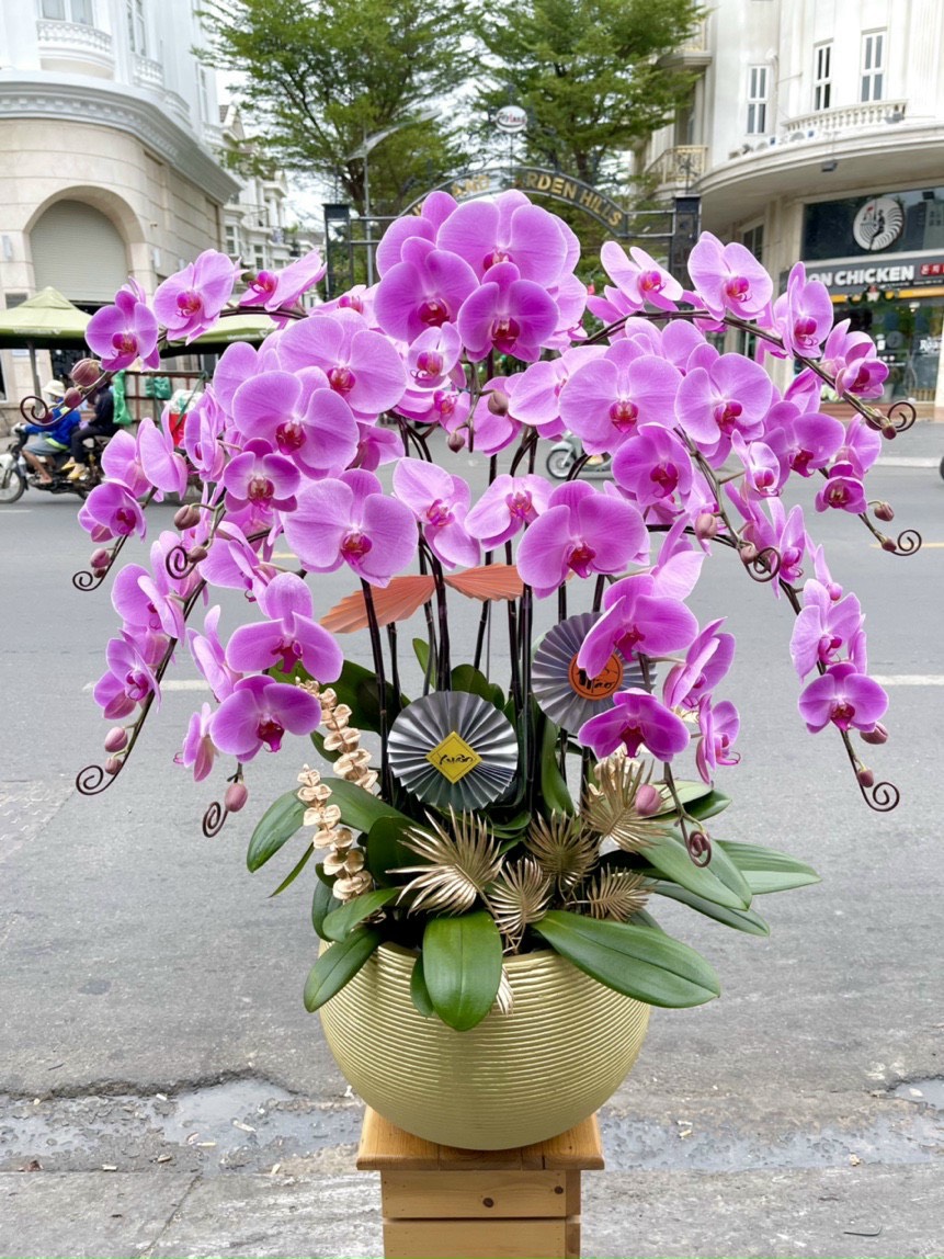Hoa lan hồ điệp